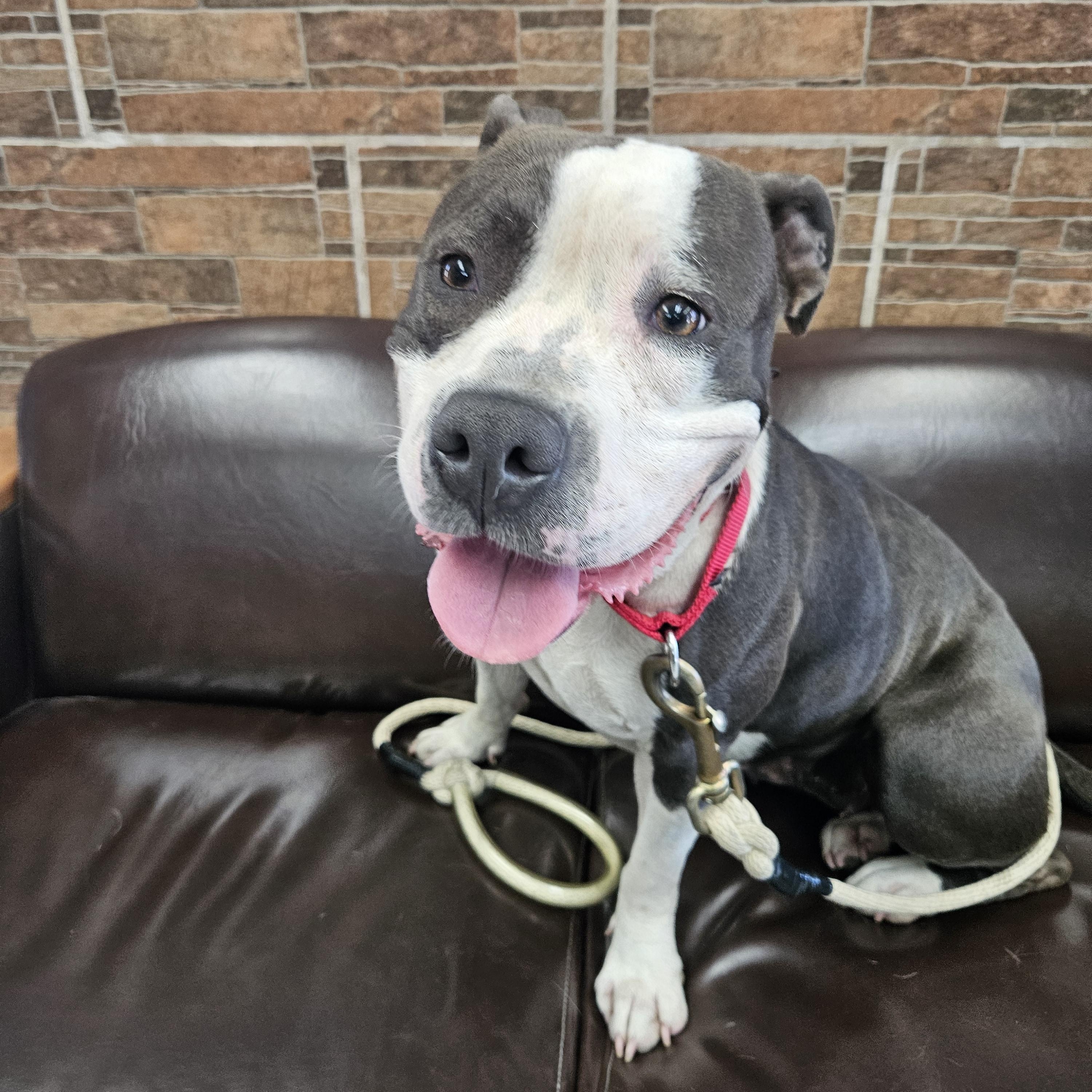 Enlarge Lil Mama, a Adoptable mixed breed in Redondo Beach , CA image 2/6