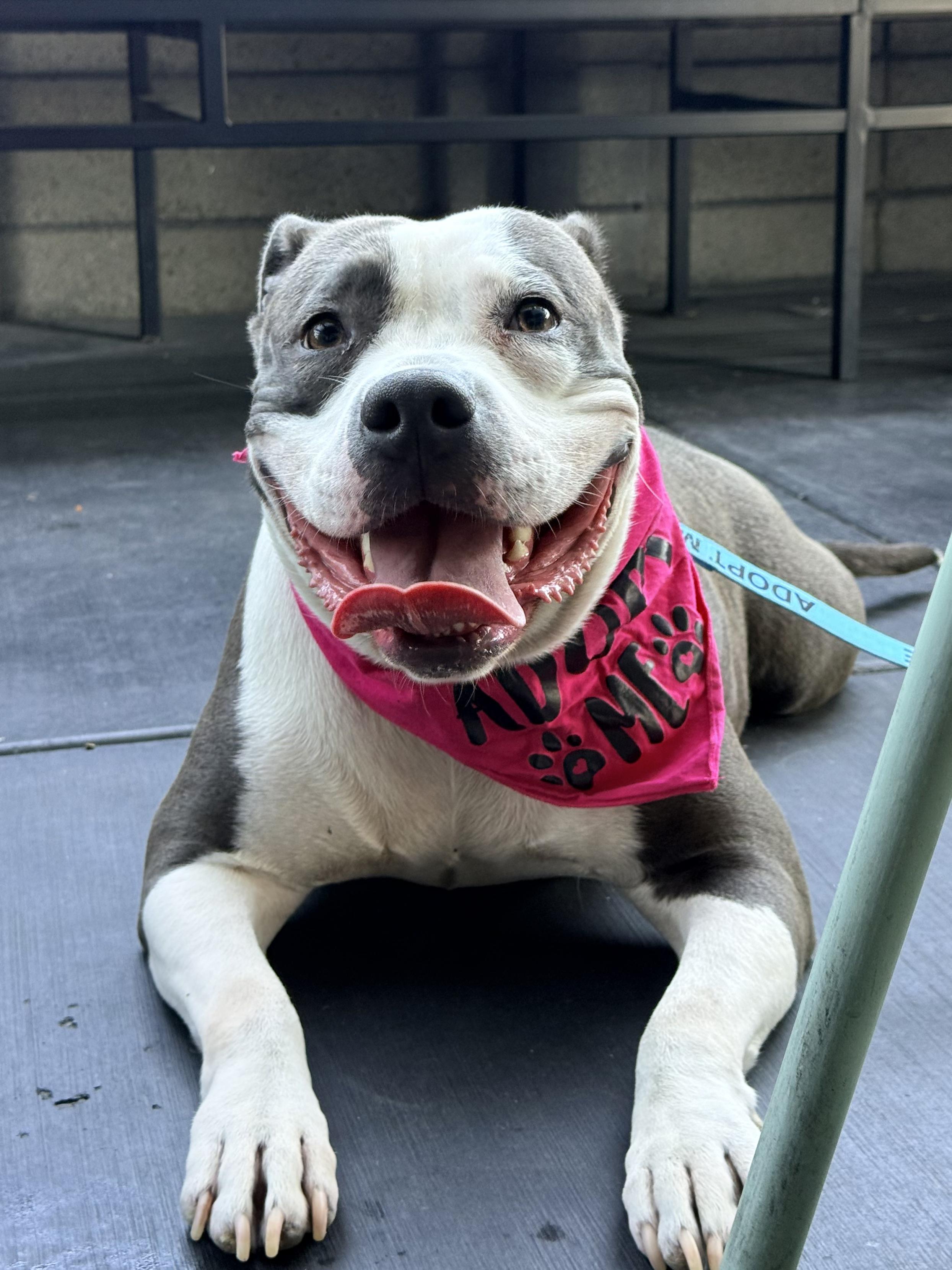 Enlarge Lil Mama, a Adoptable mixed breed in Claremont , CA image 2/6