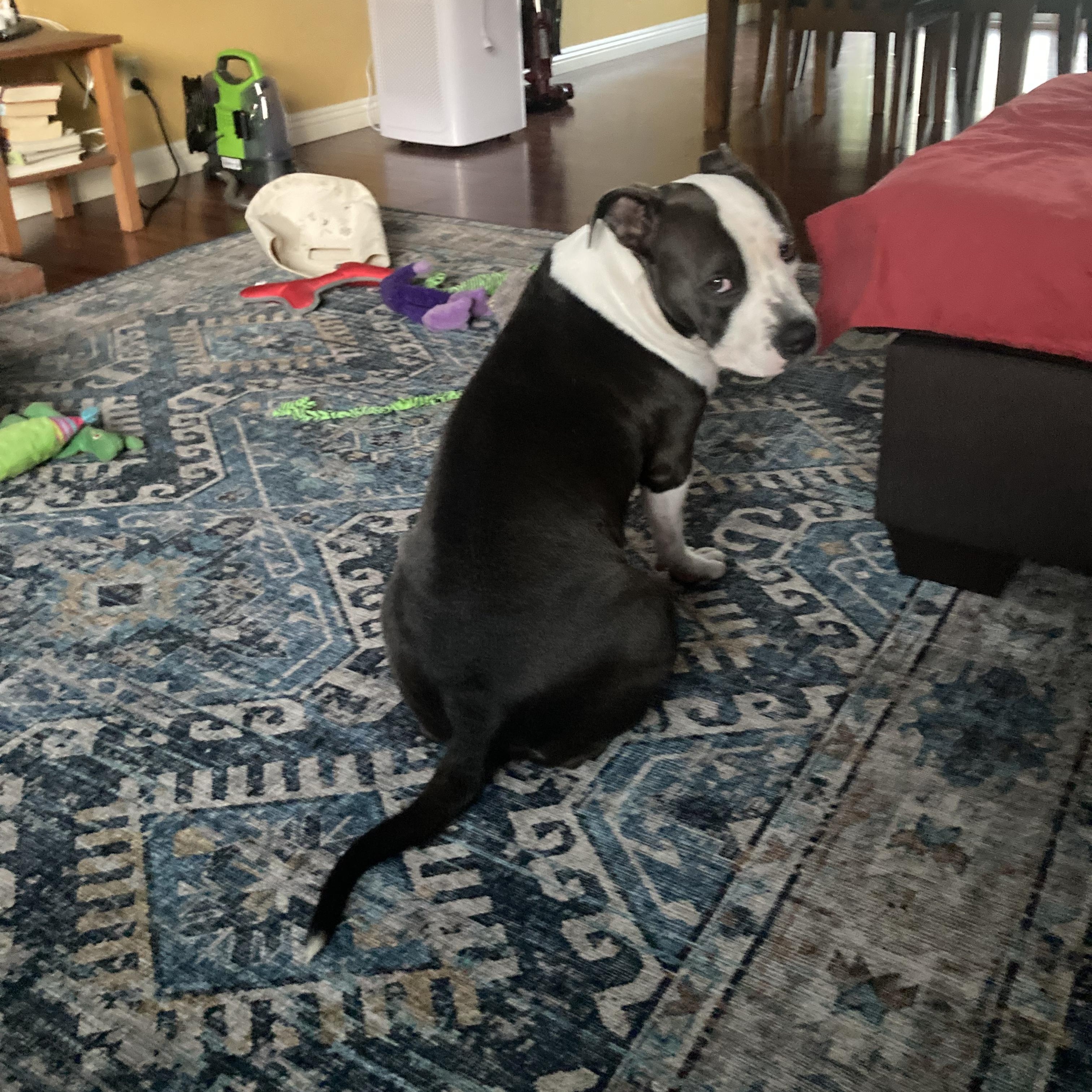 Enlarge Lil Mama, a Adoptable mixed breed in Redondo Beach , CA image 6/6