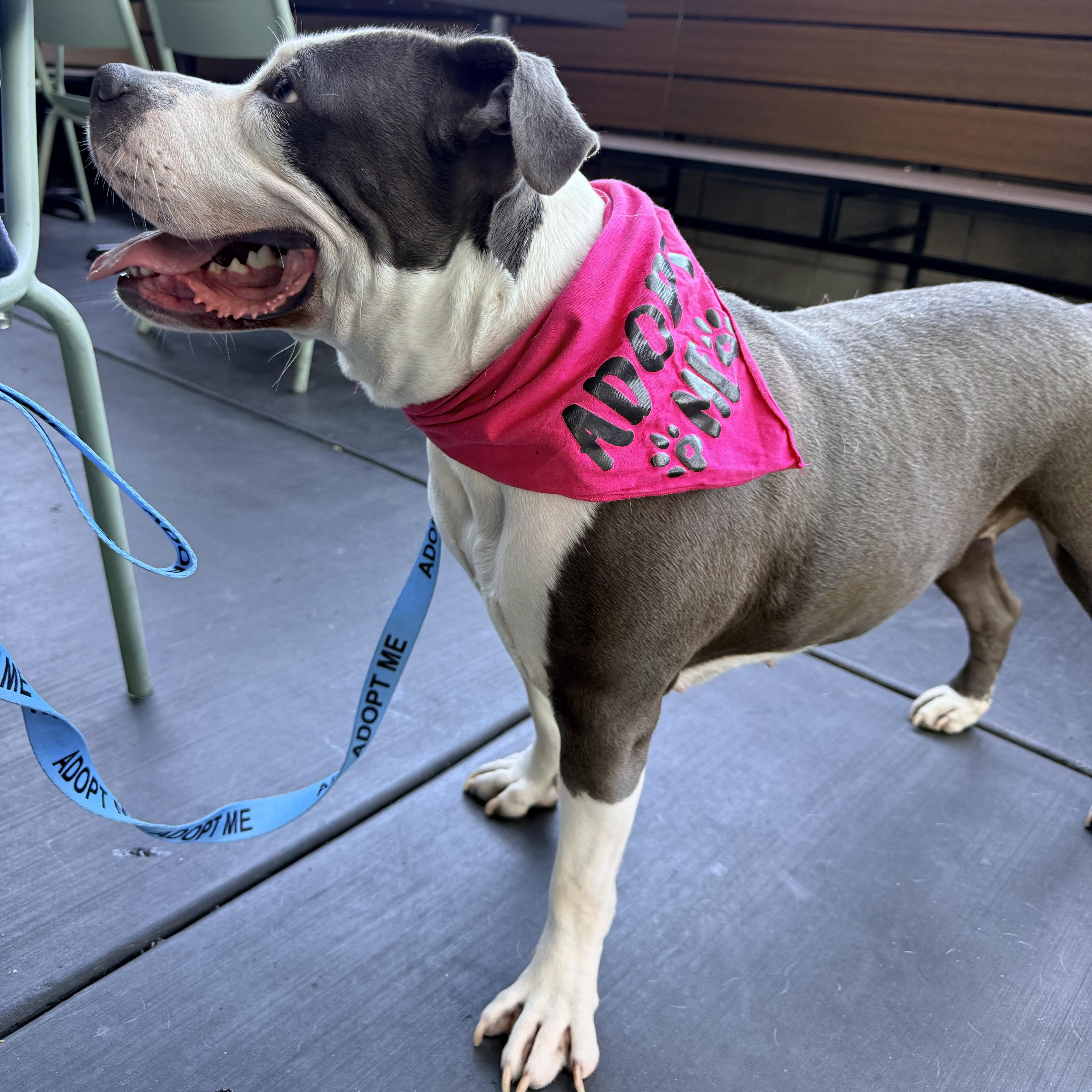 Enlarge Lil Mama, a Adoptable mixed breed in Claremont , CA image 5/6