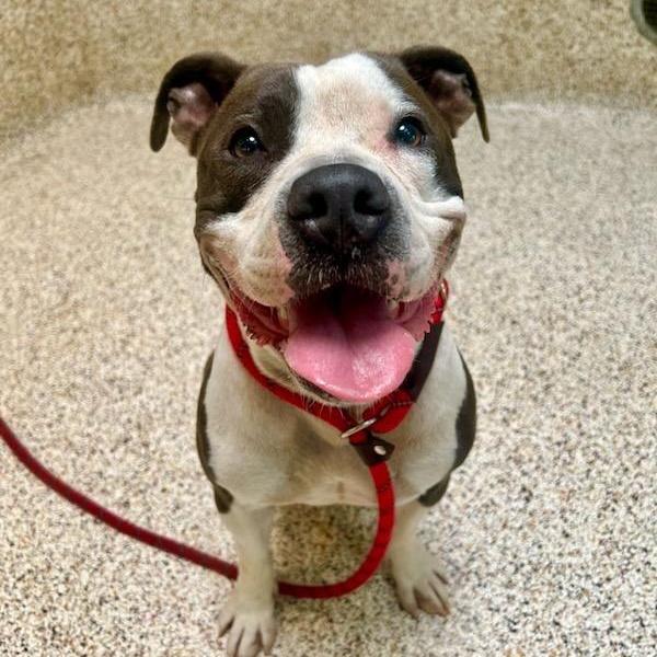 Enlarge Lil Mama, a Adoptable mixed breed in Redondo Beach , CA image 4/6