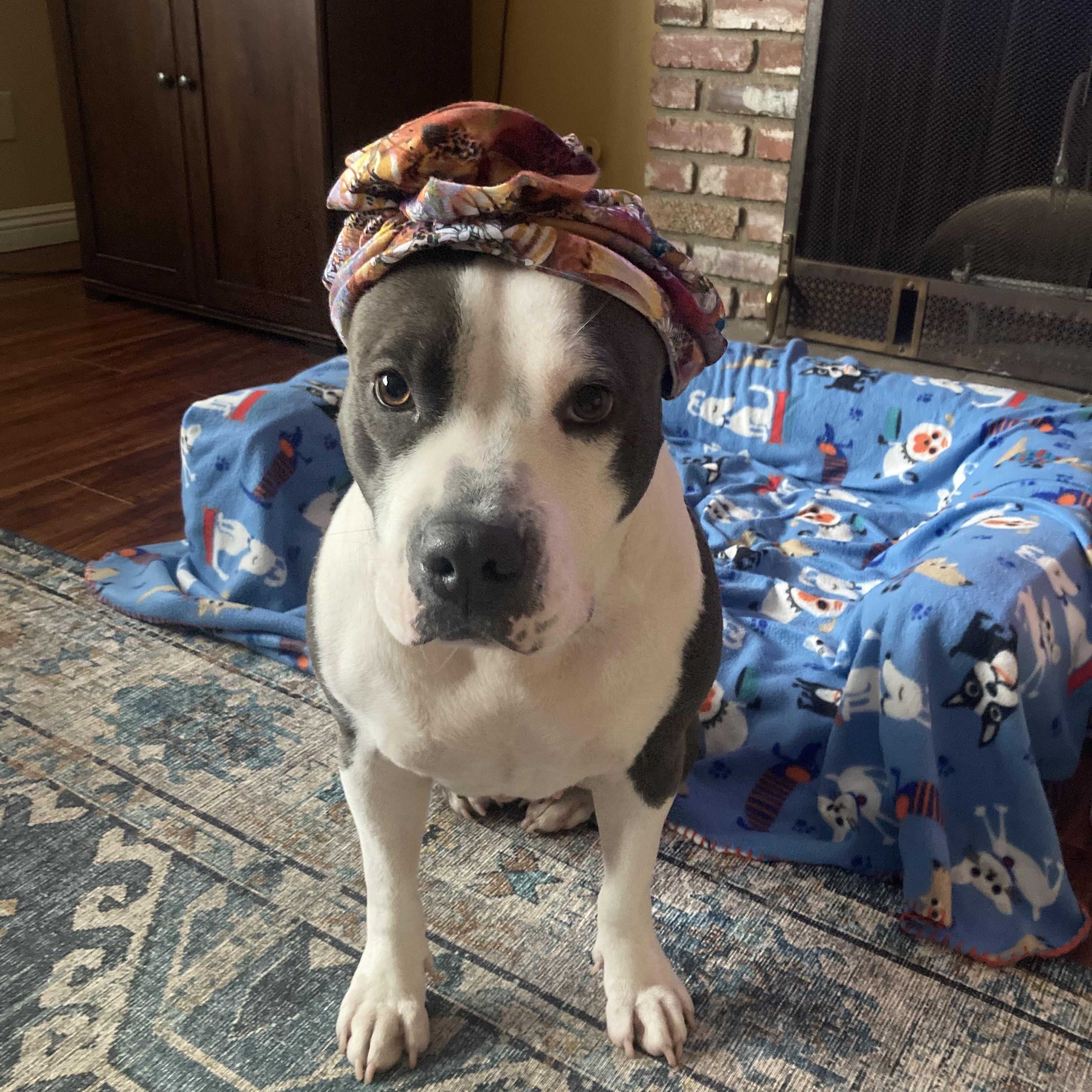 Lil Mama, Adoptable, Adult Female Pit Bull Terrier & American Bulldog.