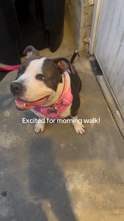 Enlarge Maya, a Adoptable mixed breed in Los Angeles , CA video 6/6