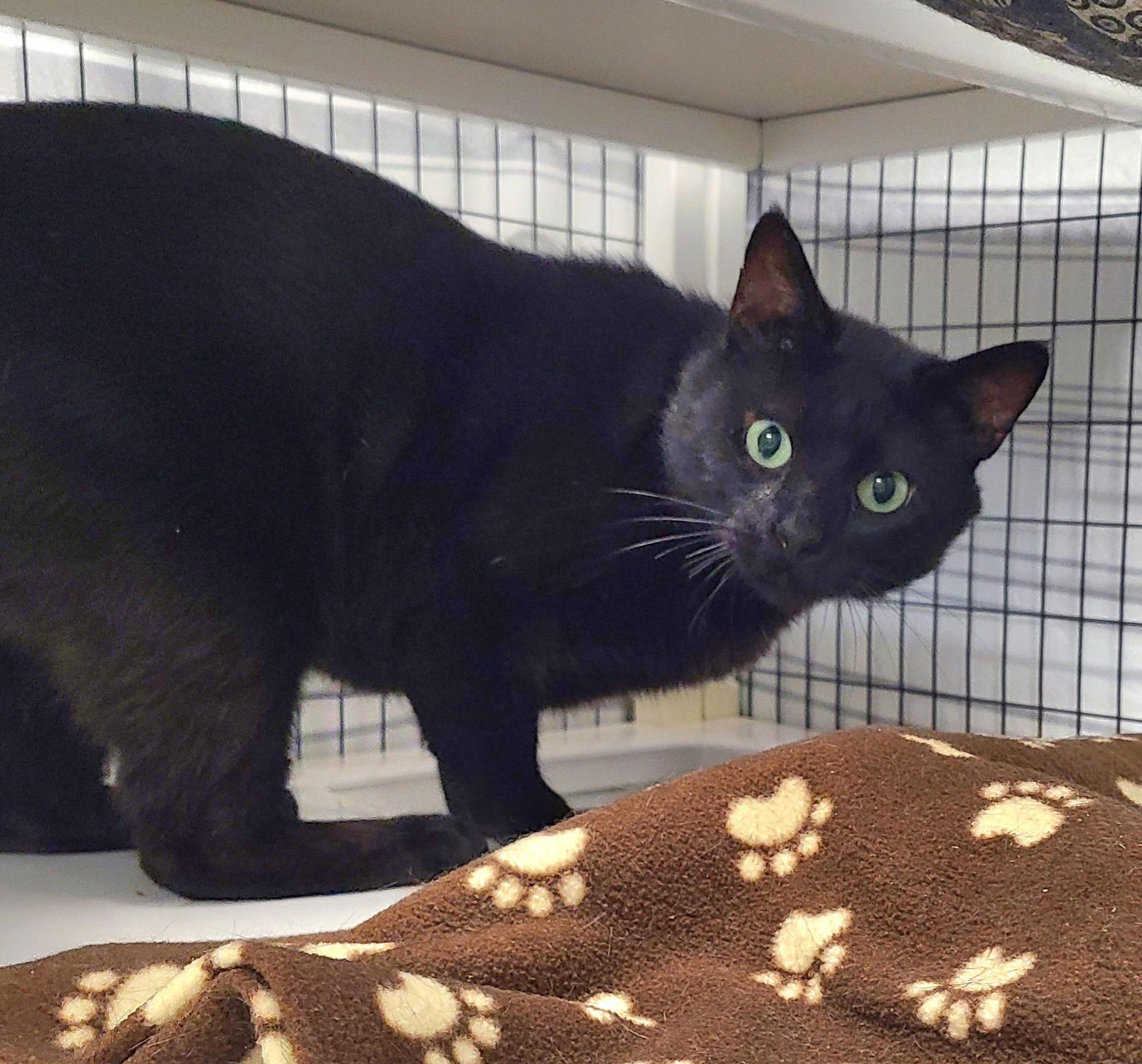 Kebo, a ADOPTABLE Domestic Short Hair in Kirkland, WA image 2/2