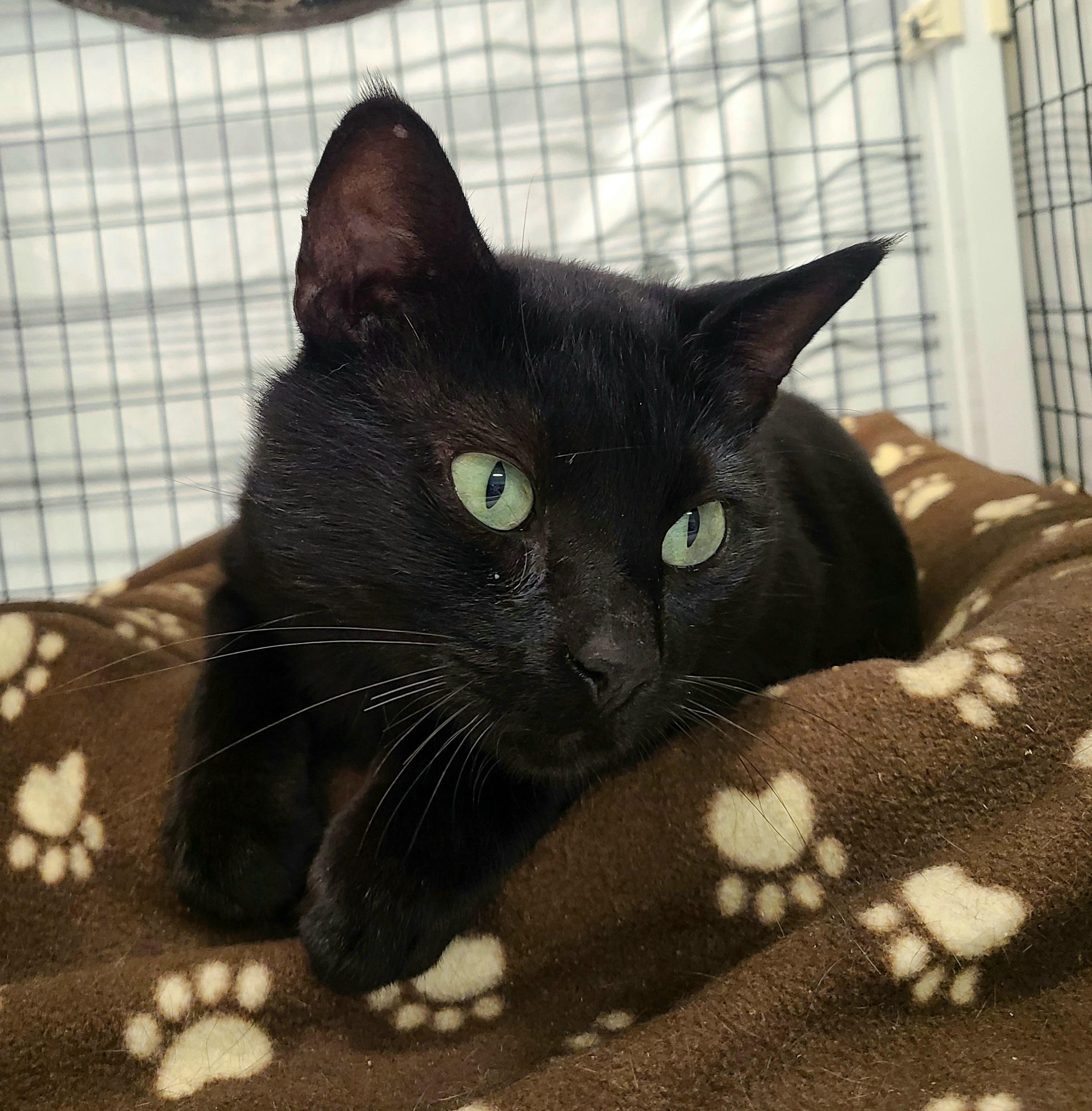 Kebo, a ADOPTABLE Domestic Short Hair in Kirkland, WA image 1/2