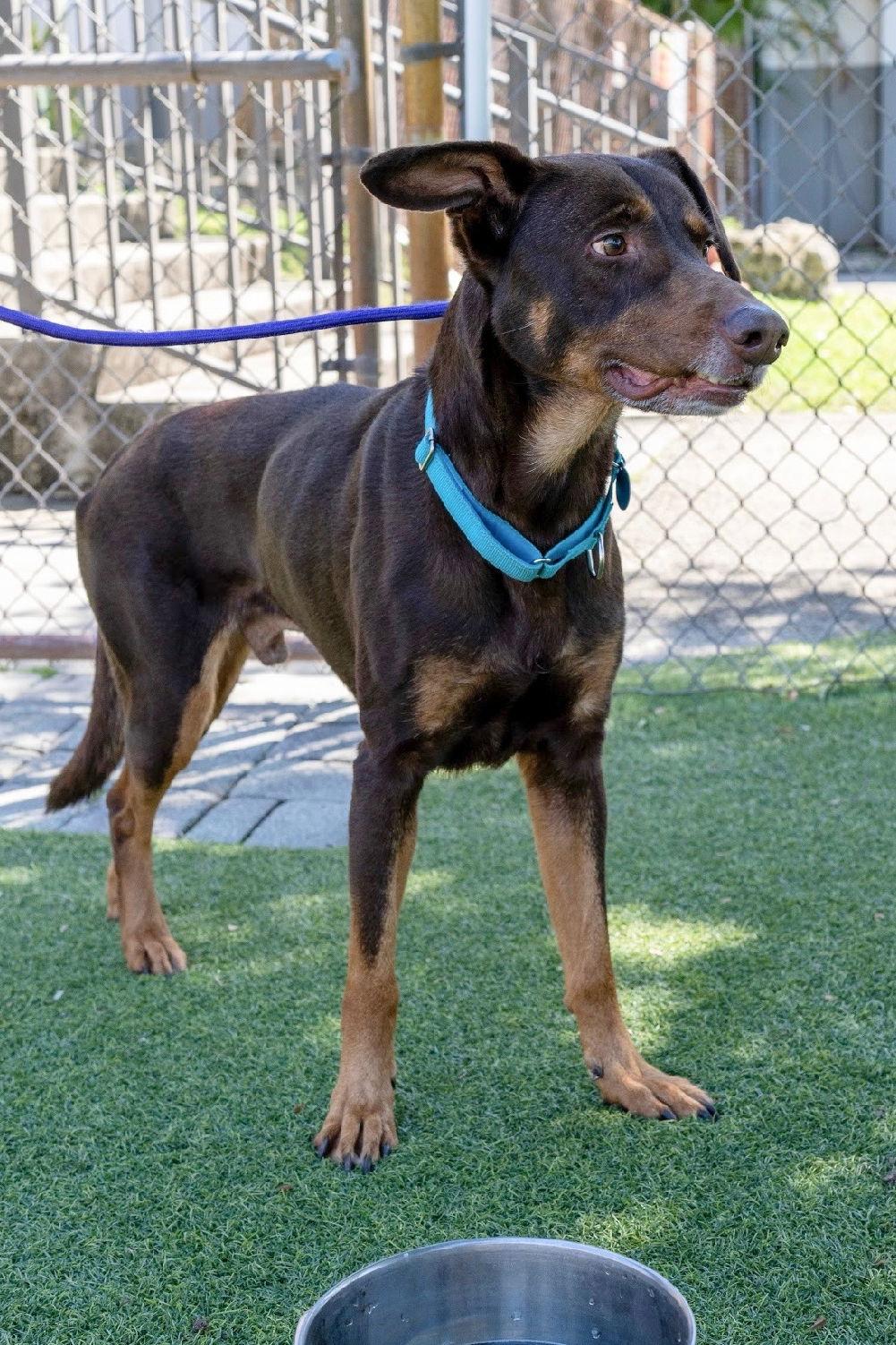 Gordon 3539, Adoptable, Senior Male Doberman Pinscher.