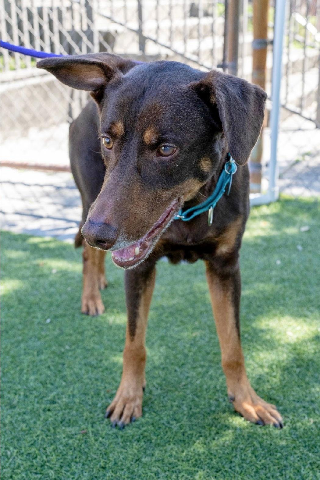 Enlarge Gordon 3539, a Adoptable Doberman Pinscher in Oakland Park, FL image 2/3