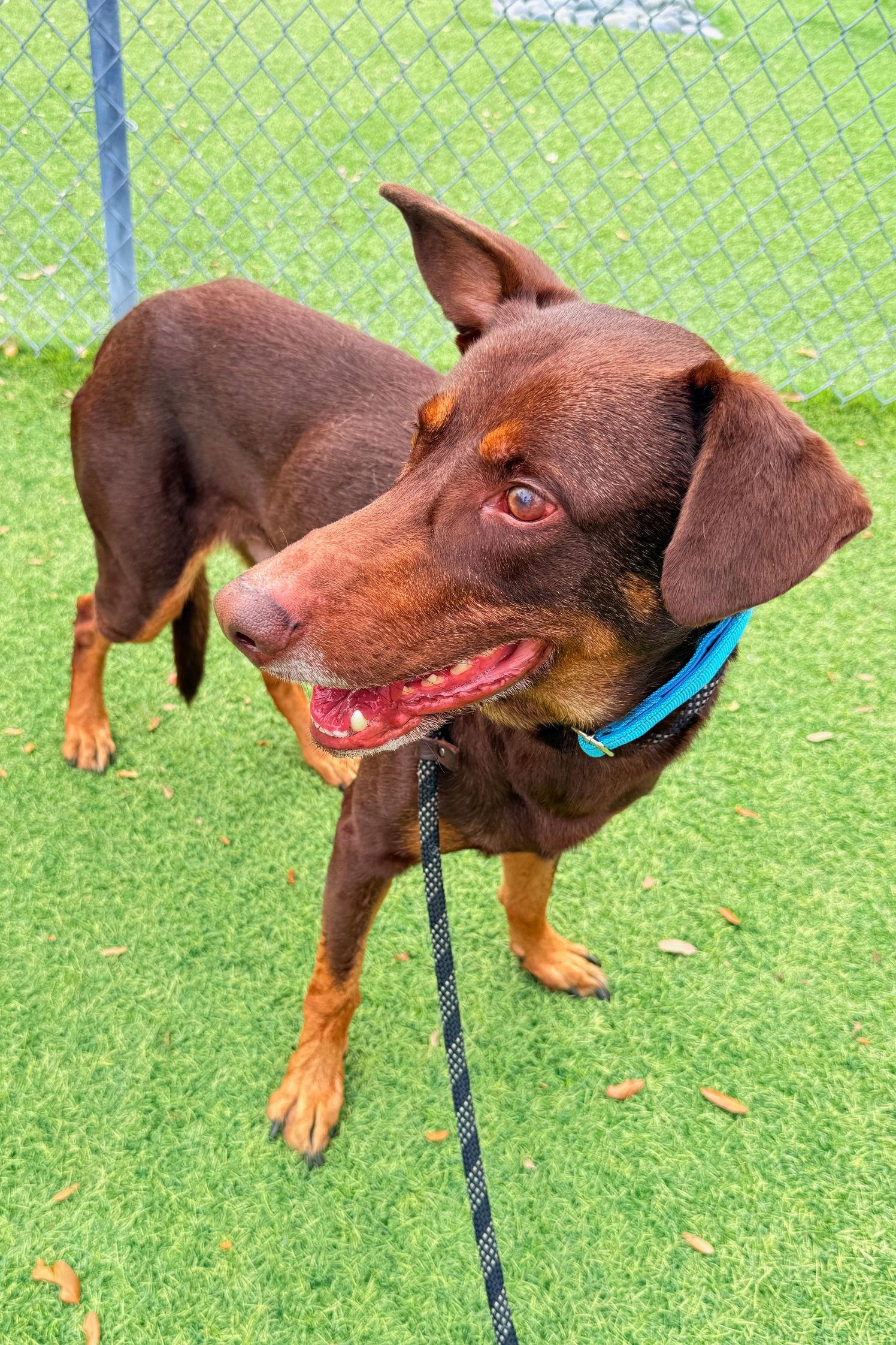 Gordon 3539, Adoptable, Young Male Doberman Pinscher.