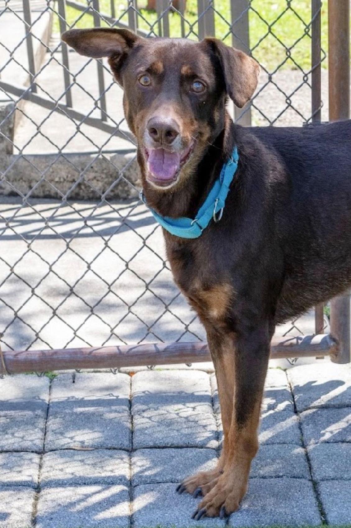 Enlarge Gordon 3539, a Adoptable Doberman Pinscher in Oakland Park, FL image 3/3