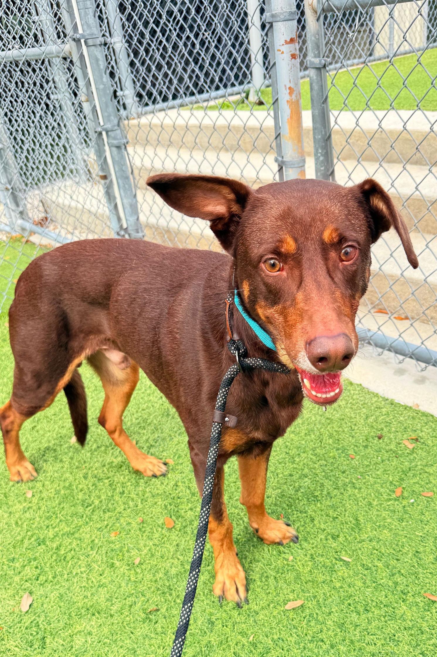 Gordon 3539, a Adoptable Doberman Pinscher in Oakland Park, FL image 2/2