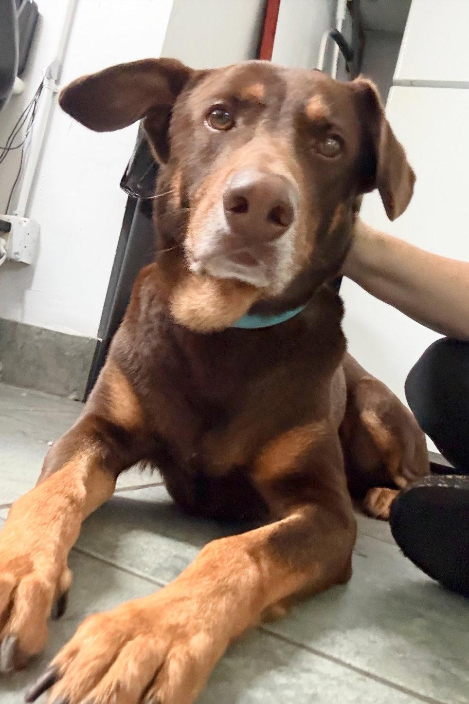 Gordon 3539, Adoptable, Senior Male Doberman Pinscher.