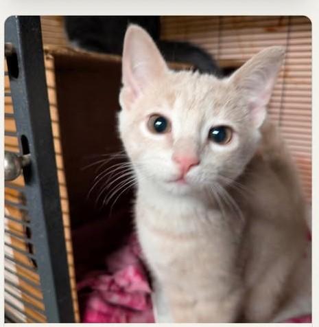 Jasper, Adoptable, Kitten Male Domestic Short Hair.