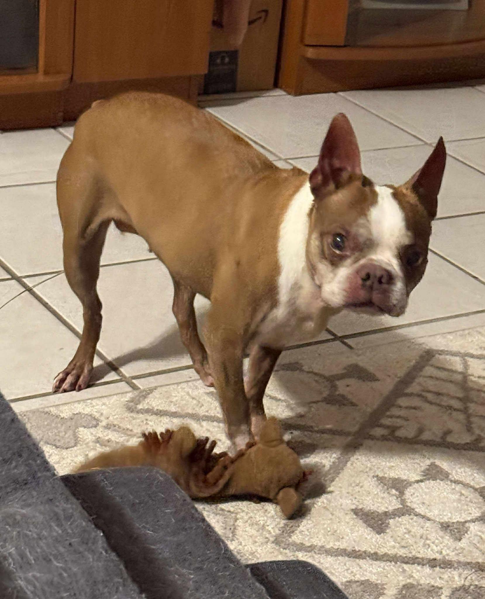 Enlarge Charly, an adopted Boston Terrier in Palatka, FL image 2/4