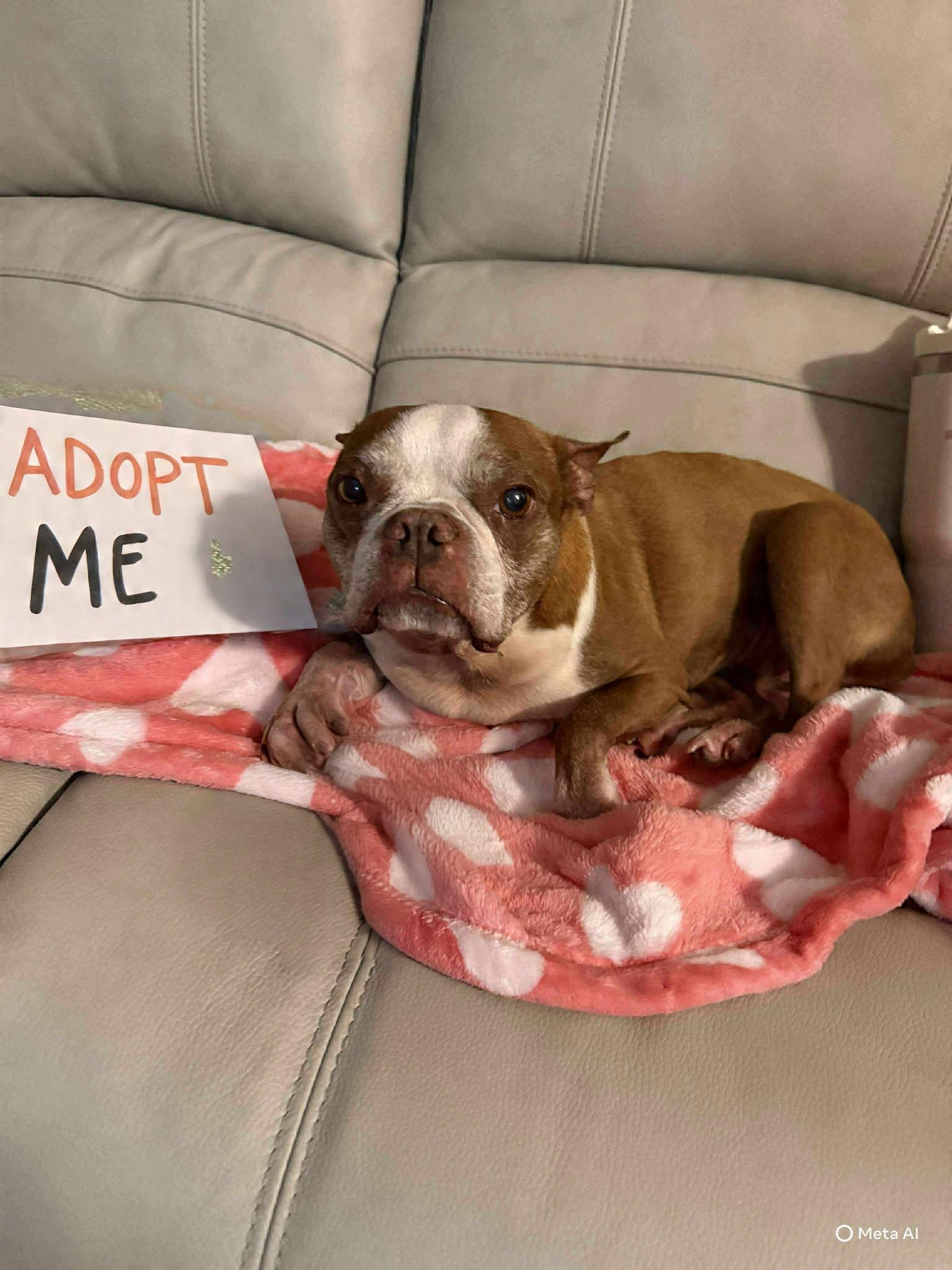 Charly, adopted, Senior Female Boston Terrier.