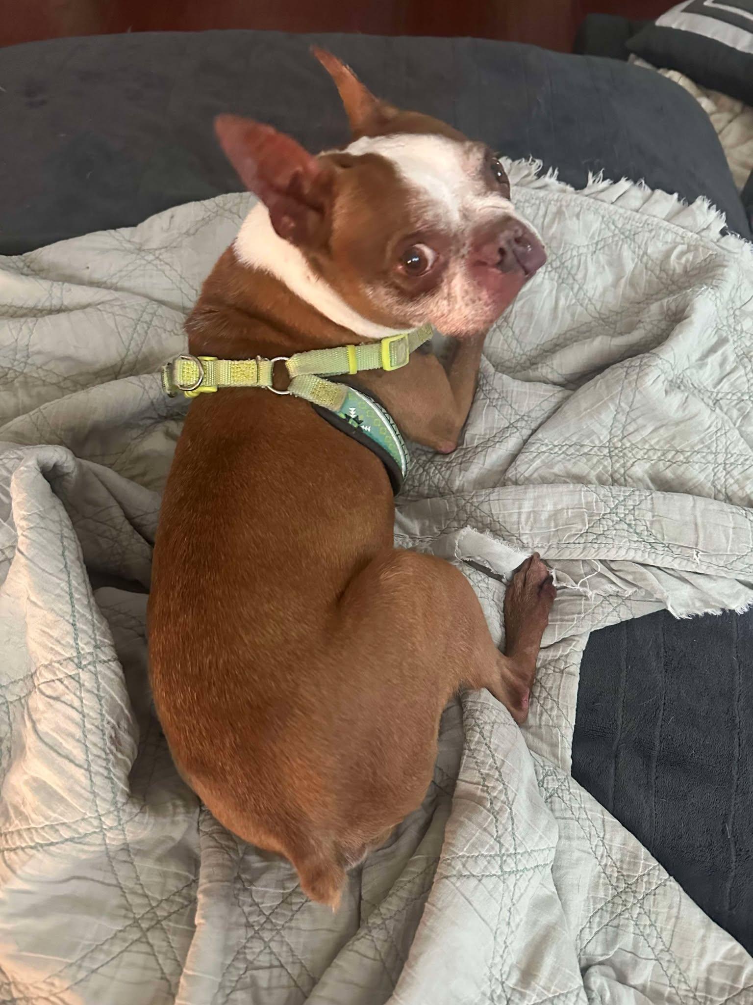 Enlarge Charly, an adopted Boston Terrier in Palatka, FL image 3/4