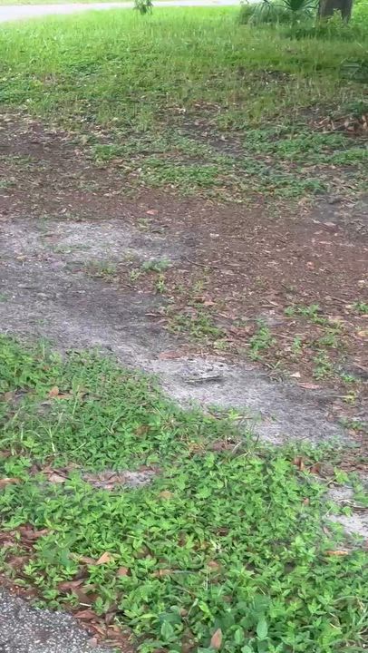 Enlarge Charly, an adopted Boston Terrier in Palatka, FL video 4/4