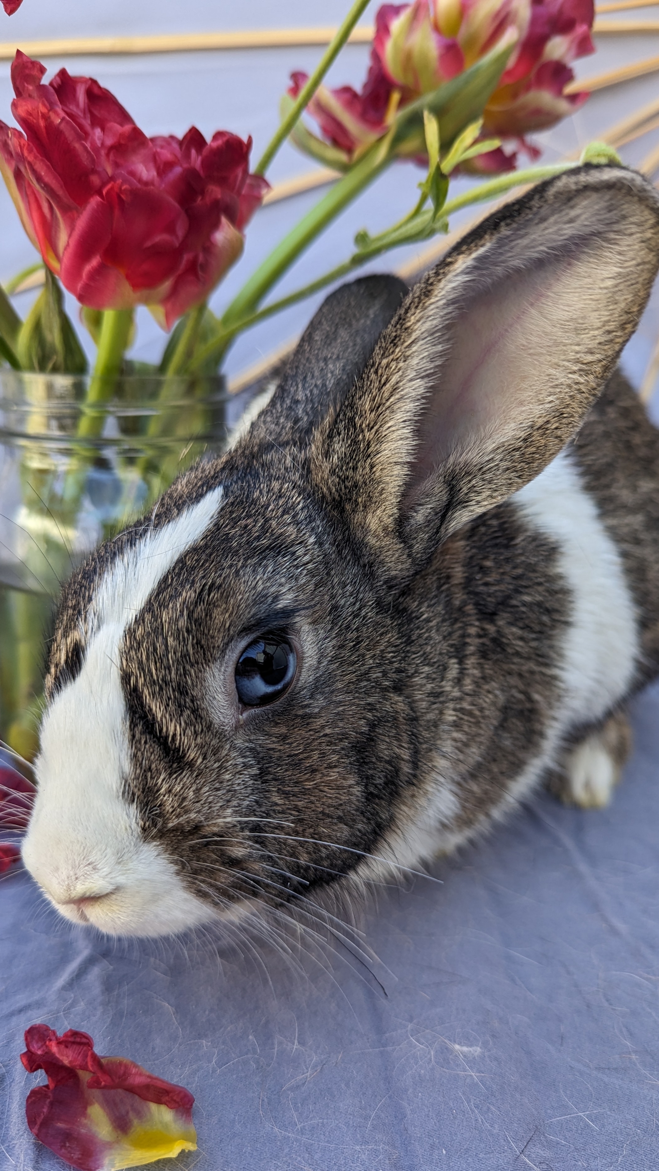 Enlarge Binky Bunny, a Adoptable Dutch in Los Angeles, CA image 1/4