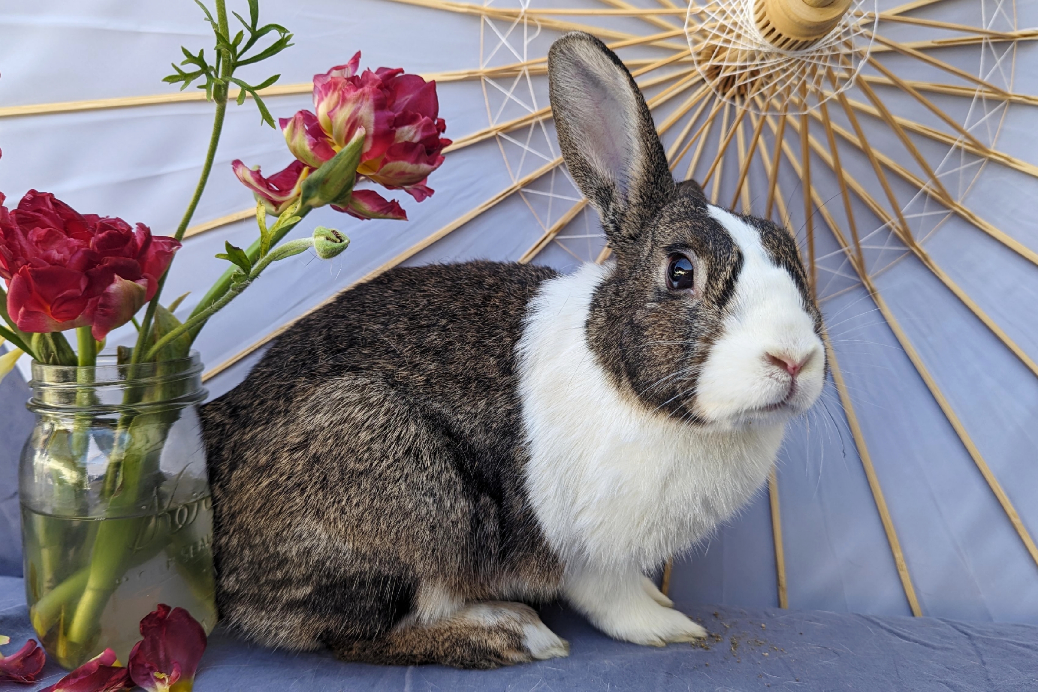 Enlarge Binky Bunny, a Adoptable Dutch in Los Angeles, CA image 2/4