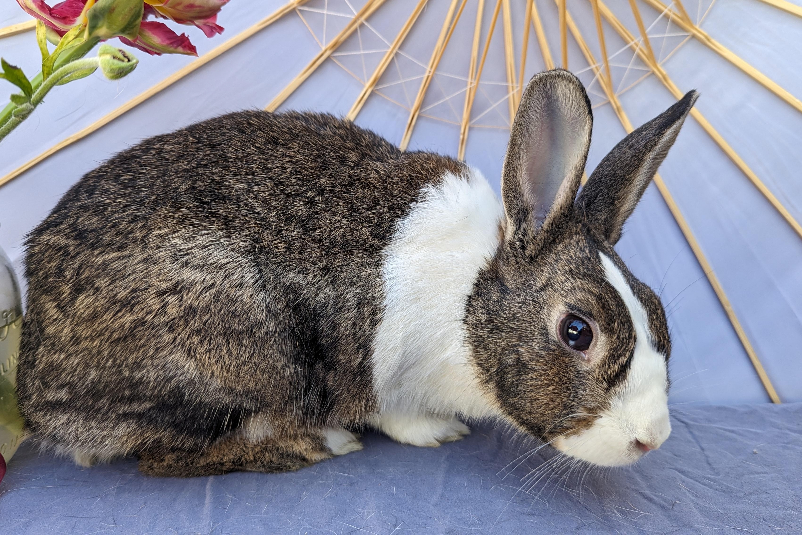 Enlarge Binky Bunny, a Adoptable Dutch in Los Angeles, CA image 3/4
