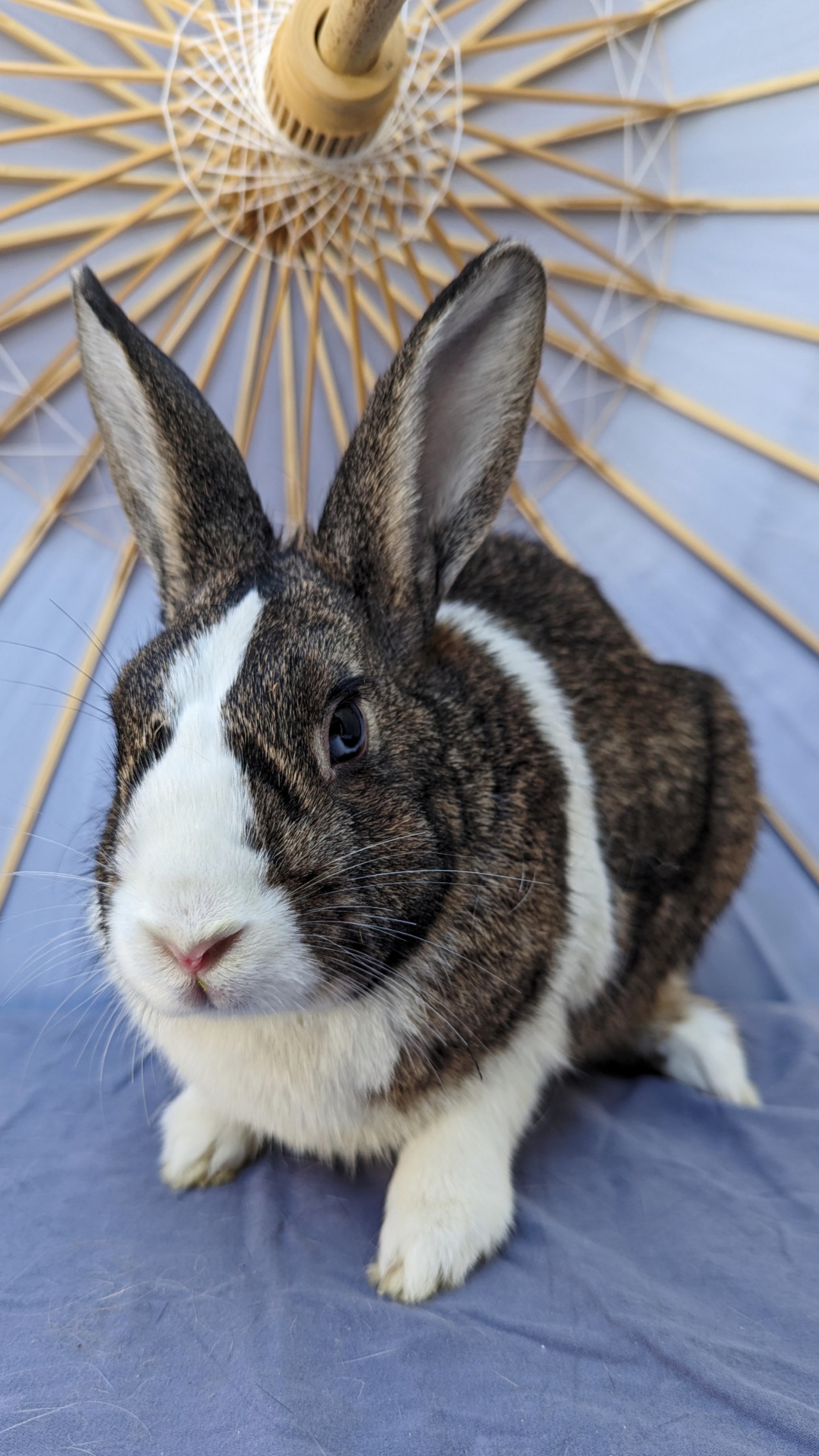 Binky Bunny 3