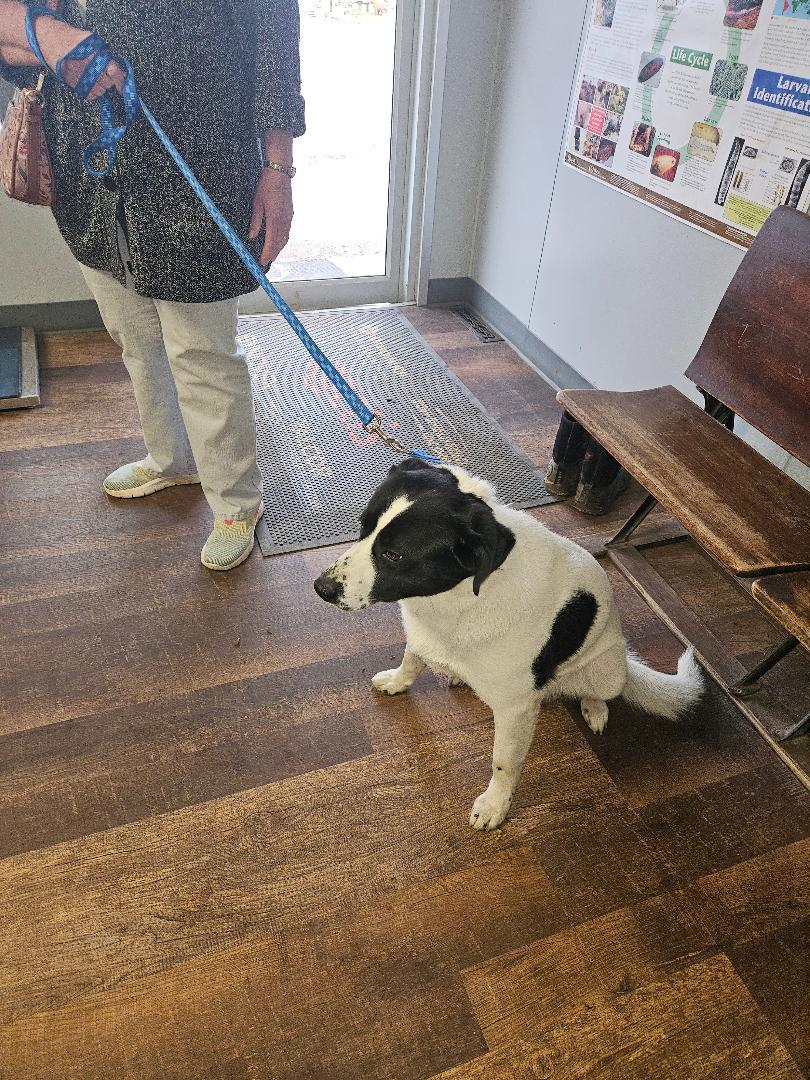 Enlarge Tank, a ADOPTABLE mixed breed in Norton, KS image 1/4