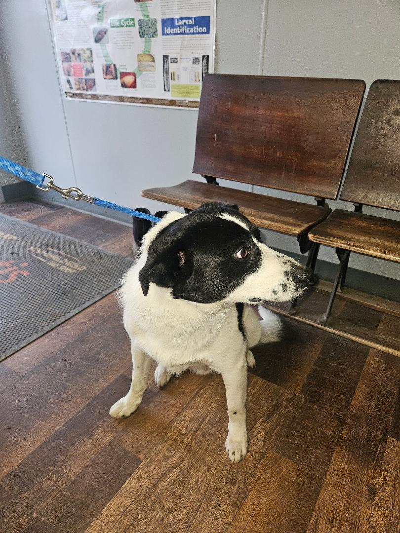 Enlarge Tank, a ADOPTABLE mixed breed in Norton, KS image 4/4