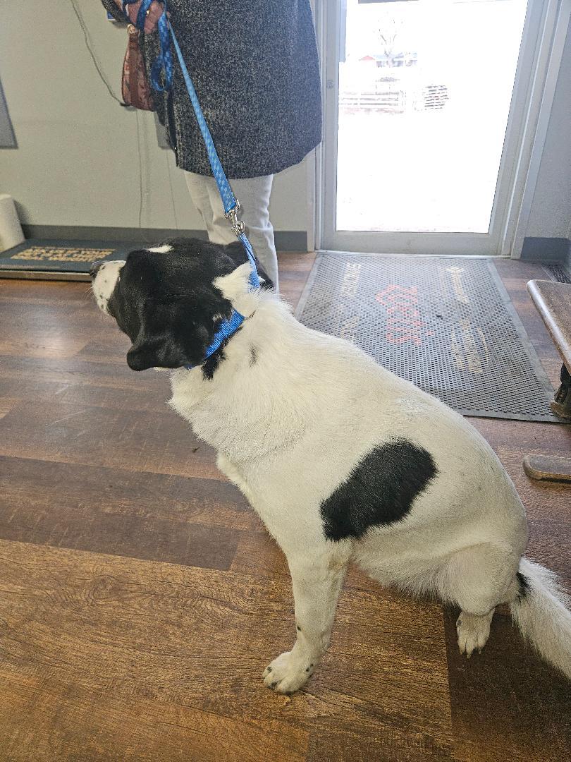 Enlarge Tank, a ADOPTABLE mixed breed in Norton, KS image 2/4