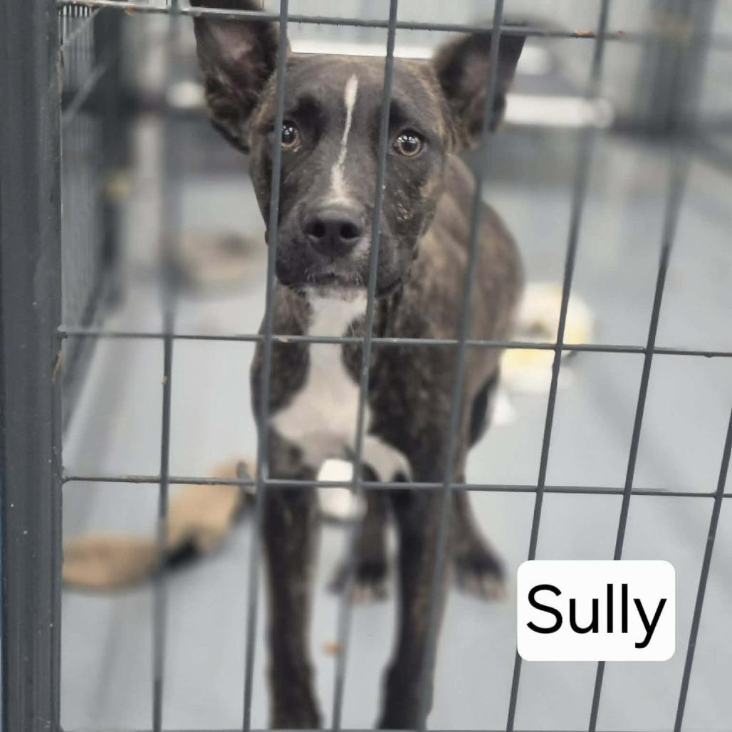 Sully, Adoptable, Young Male Pit Bull Terrier & Mixed Breed.