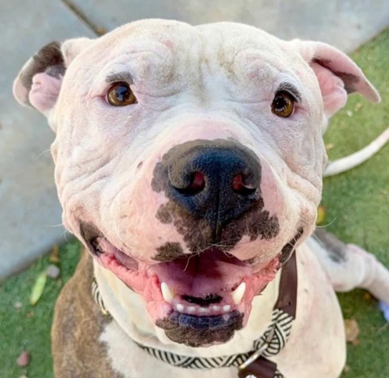 Wilbur, Adopted, Adult Male Pit Bull Terrier.