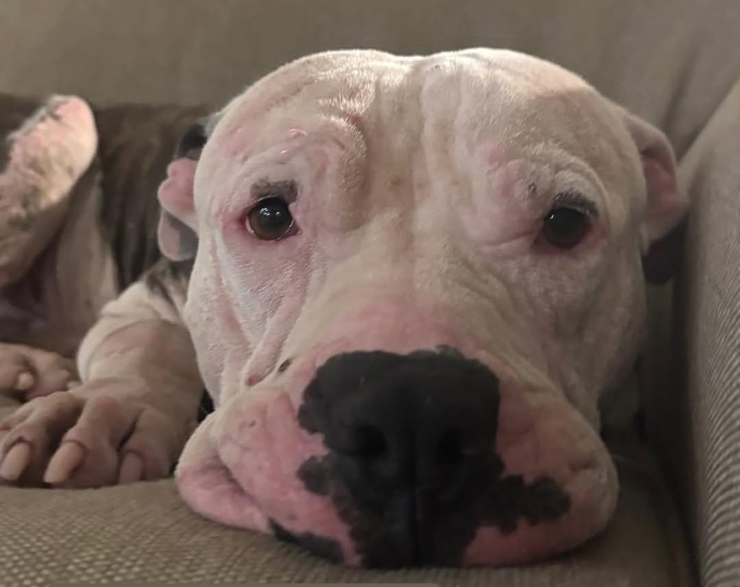Enlarge Wilbur, a Adopted Pit Bull Terrier in Scottsdale, AZ image 2/2