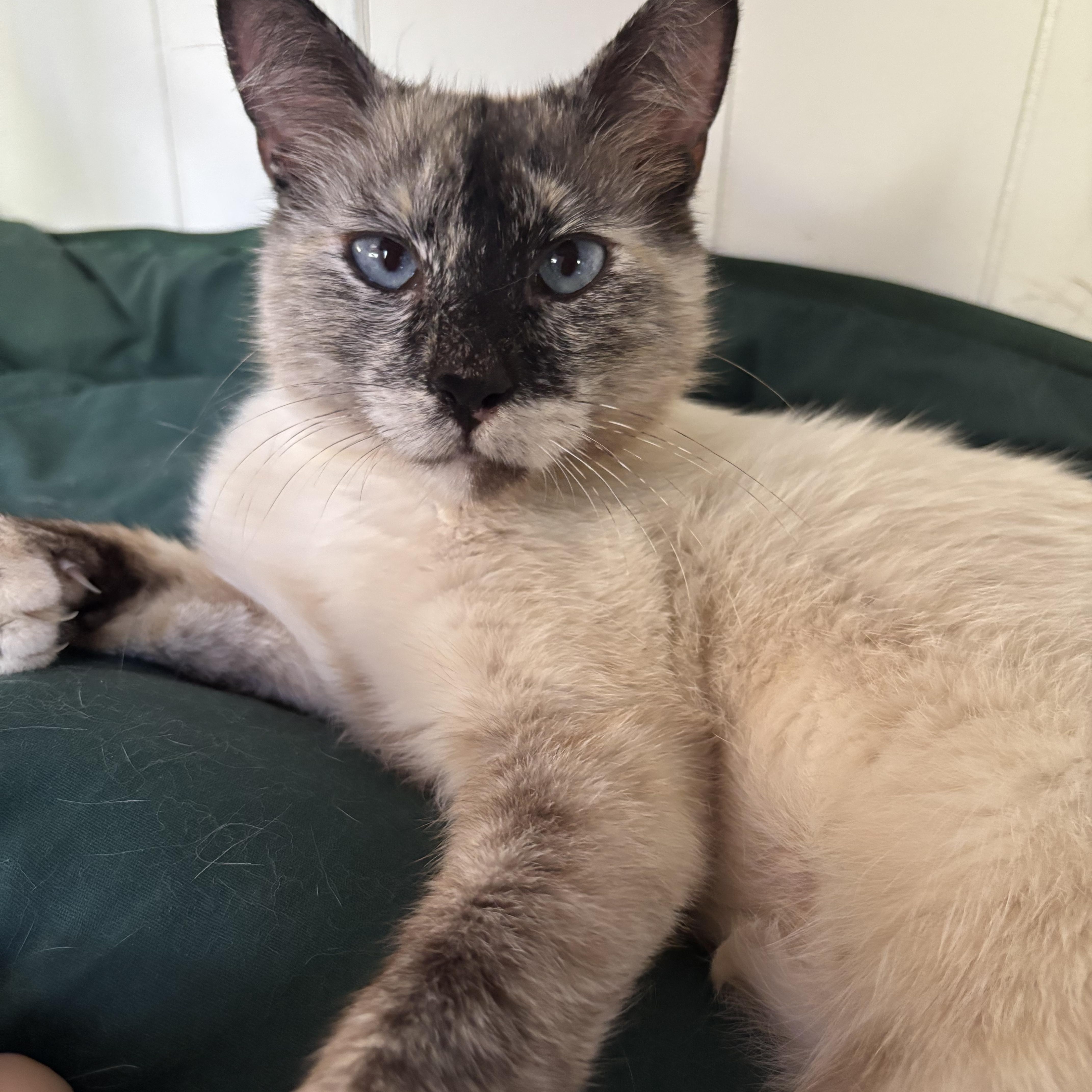 Enlarge Snowball, a ADOPTABLE Snowshoe in San Diego, CA image 2/4