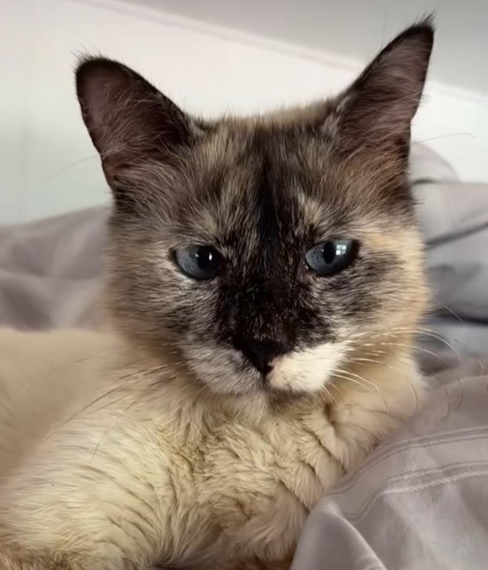 Enlarge Snowball, a ADOPTABLE Snowshoe in San Diego, CA image 3/4