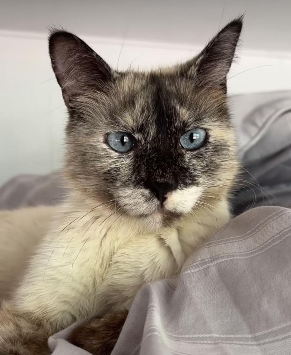 Snowball, ADOPTABLE, Adult Female Snowshoe.