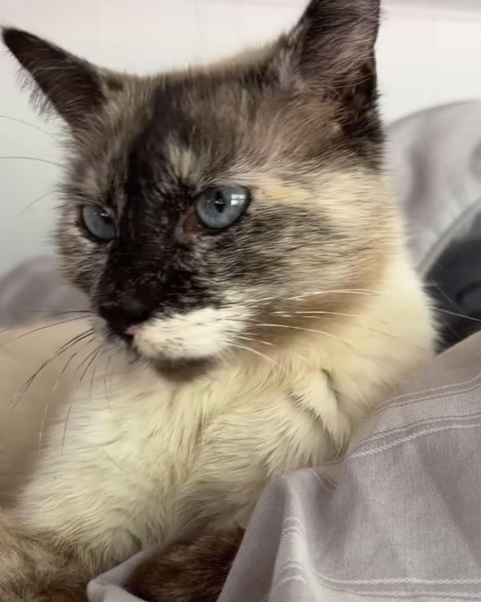 Enlarge Snowball, a ADOPTABLE Snowshoe in San Diego, CA image 4/4