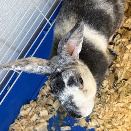 Enlarge Yang, a Adoptable Bunny Rabbit in Rapid City, SD image 1/1