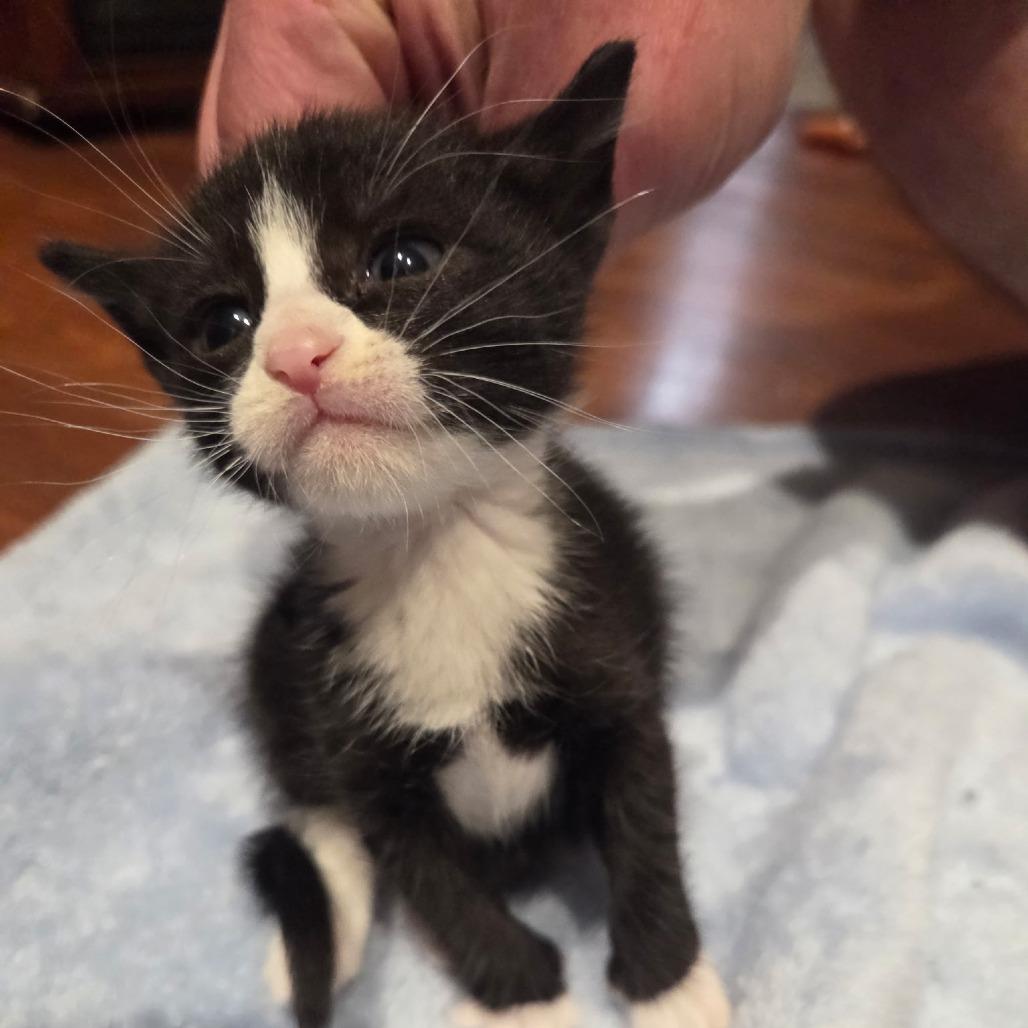 Willow, Adoptable, Kitten Female Domestic Short Hair.