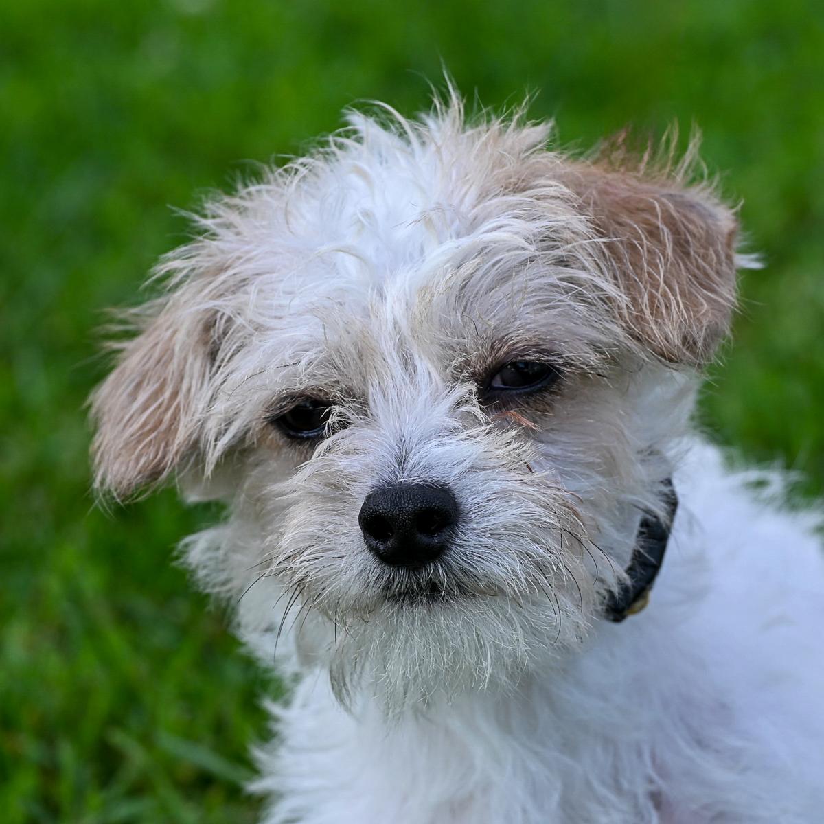 Woody, adopted, Young Male Maltipoo.