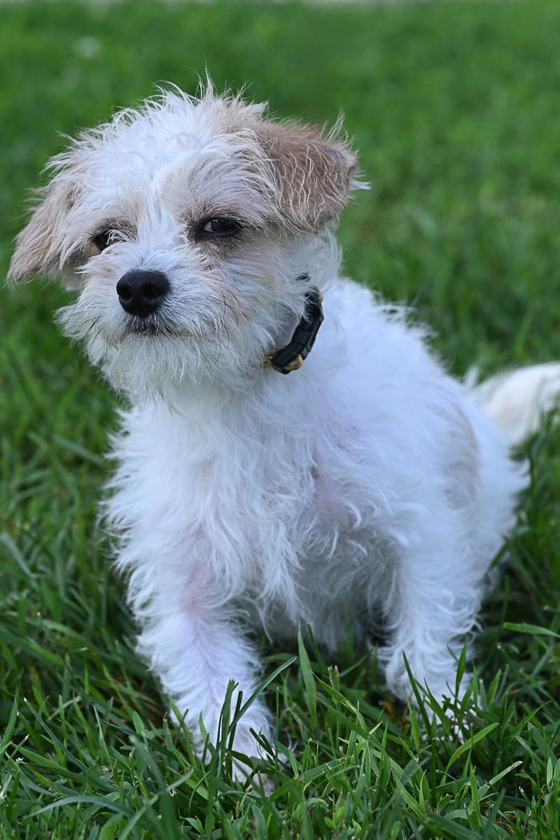 Woody, an adopted Maltipoo in Arlington Heights, IL image 2/2