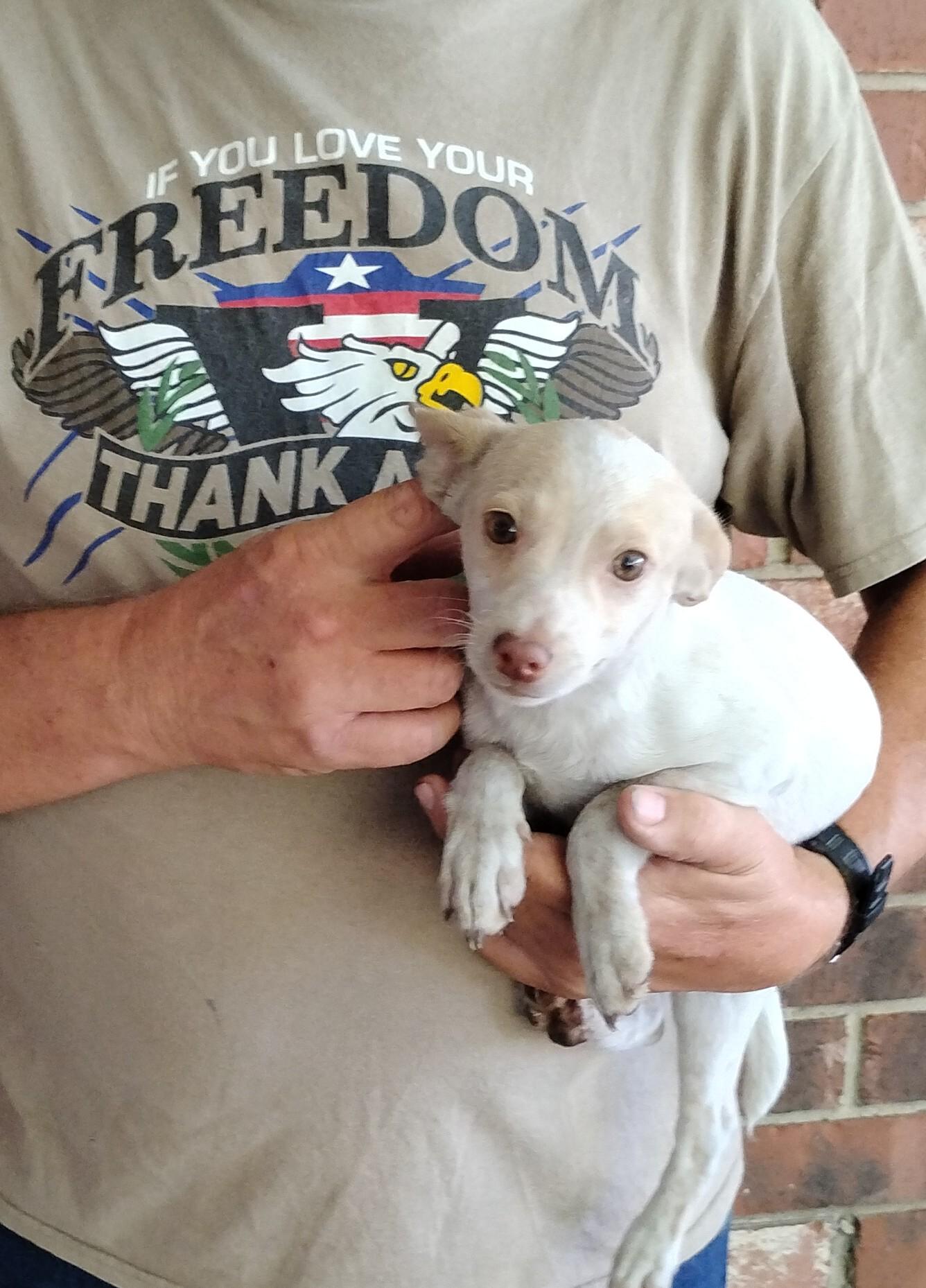 Enlarge BamBam, a ADOPTABLE Rat Terrier in Sulphur, OK image 2/3