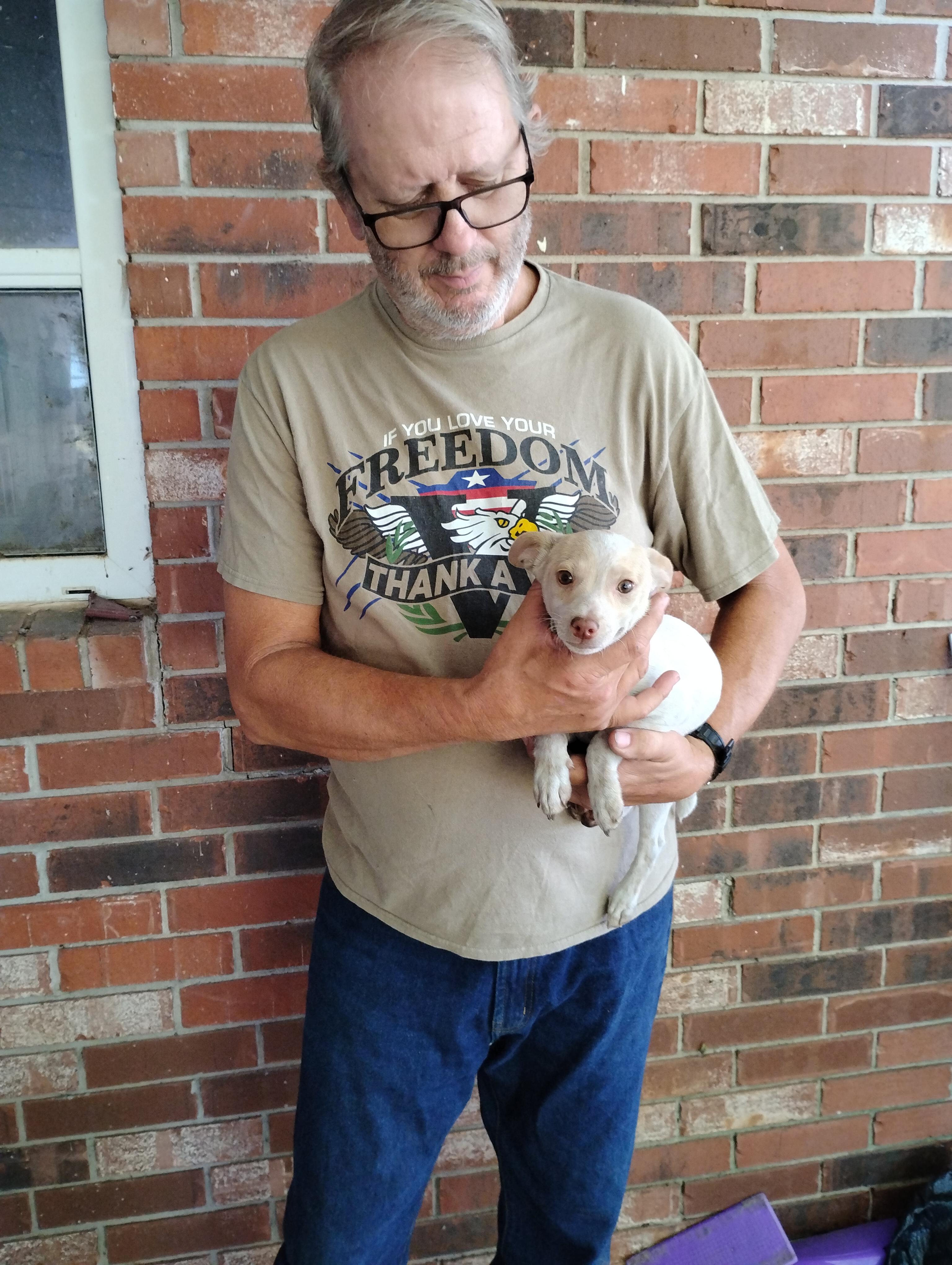 Enlarge BamBam, a ADOPTABLE Rat Terrier in Sulphur, OK image 3/3