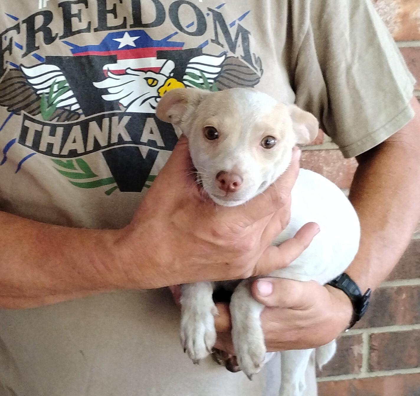 Enlarge BamBam, a ADOPTABLE Rat Terrier in Sulphur, OK image 1/3