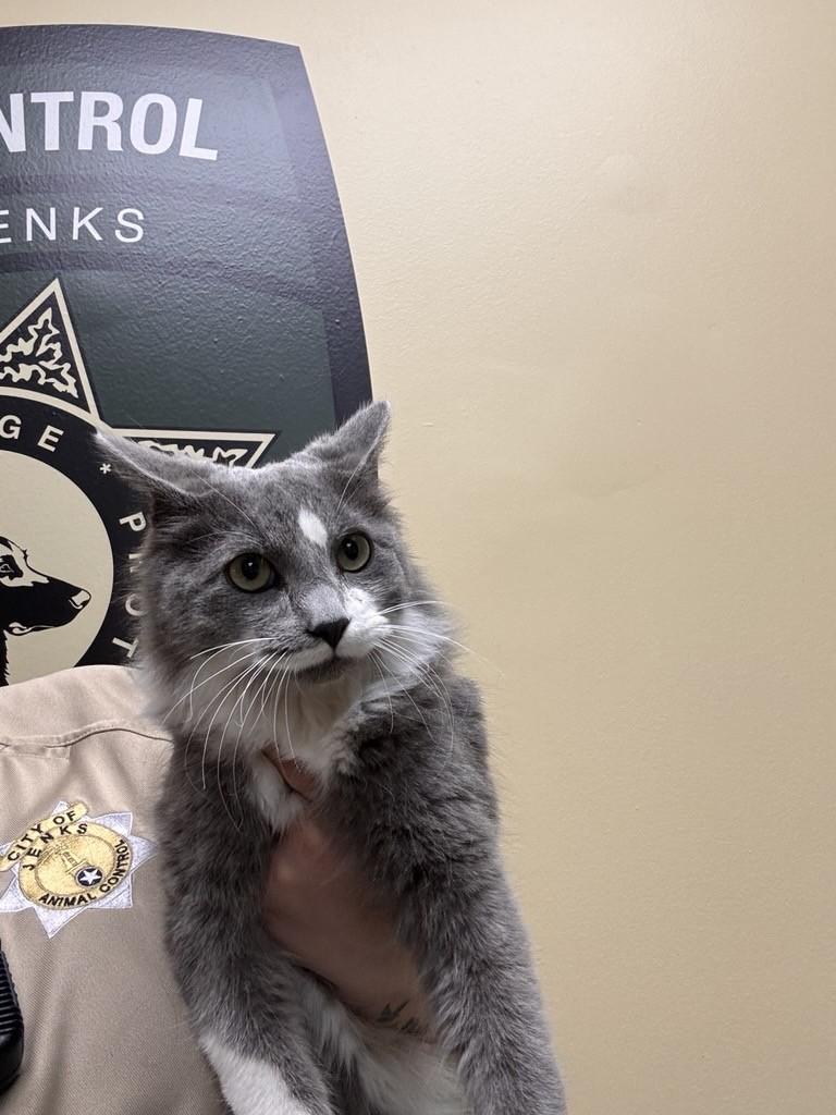 Messi, adopted, Young Male Domestic Medium Hair.