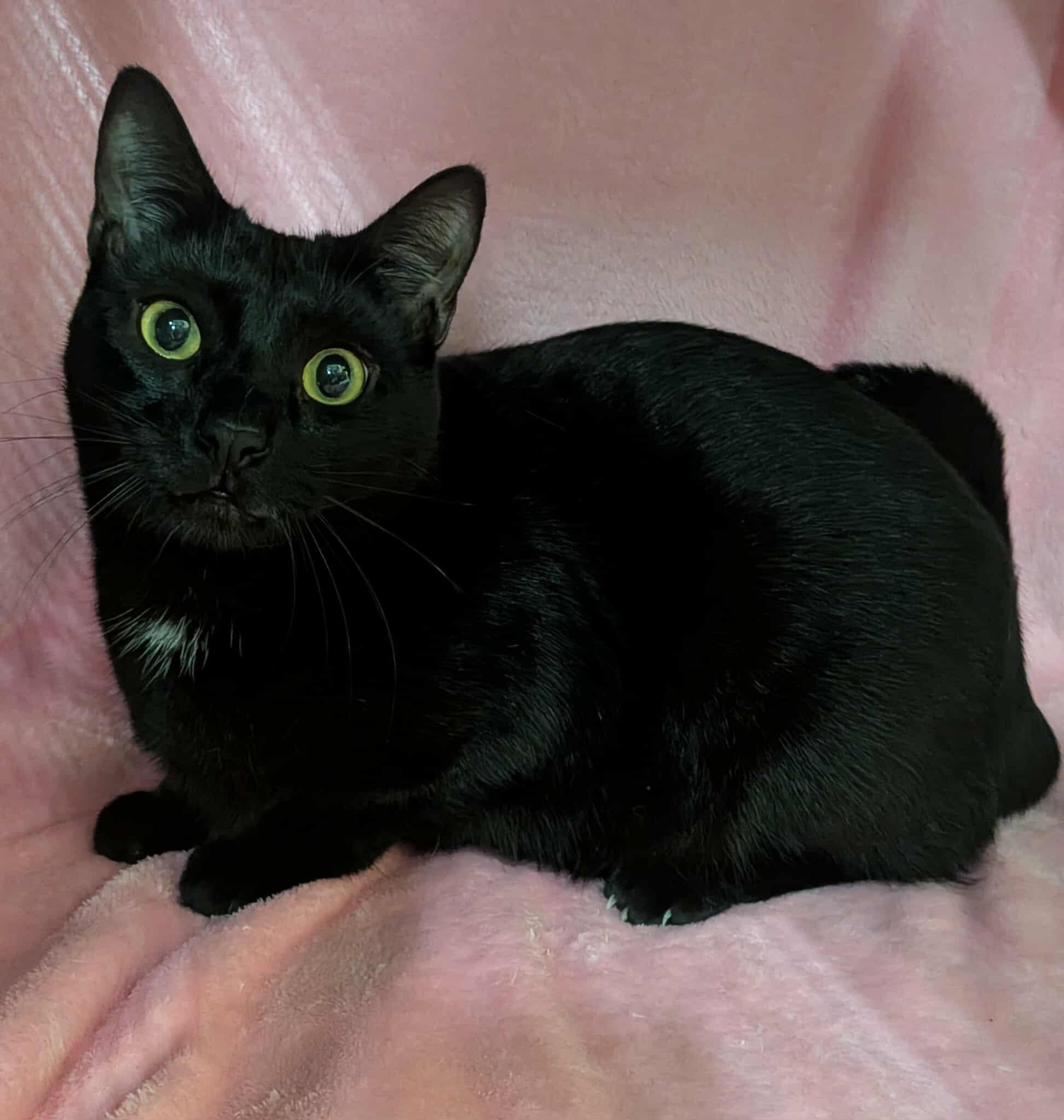 SPOTS, a Adoptable Domestic Short Hair in Tillsonburg, ON image 3/4