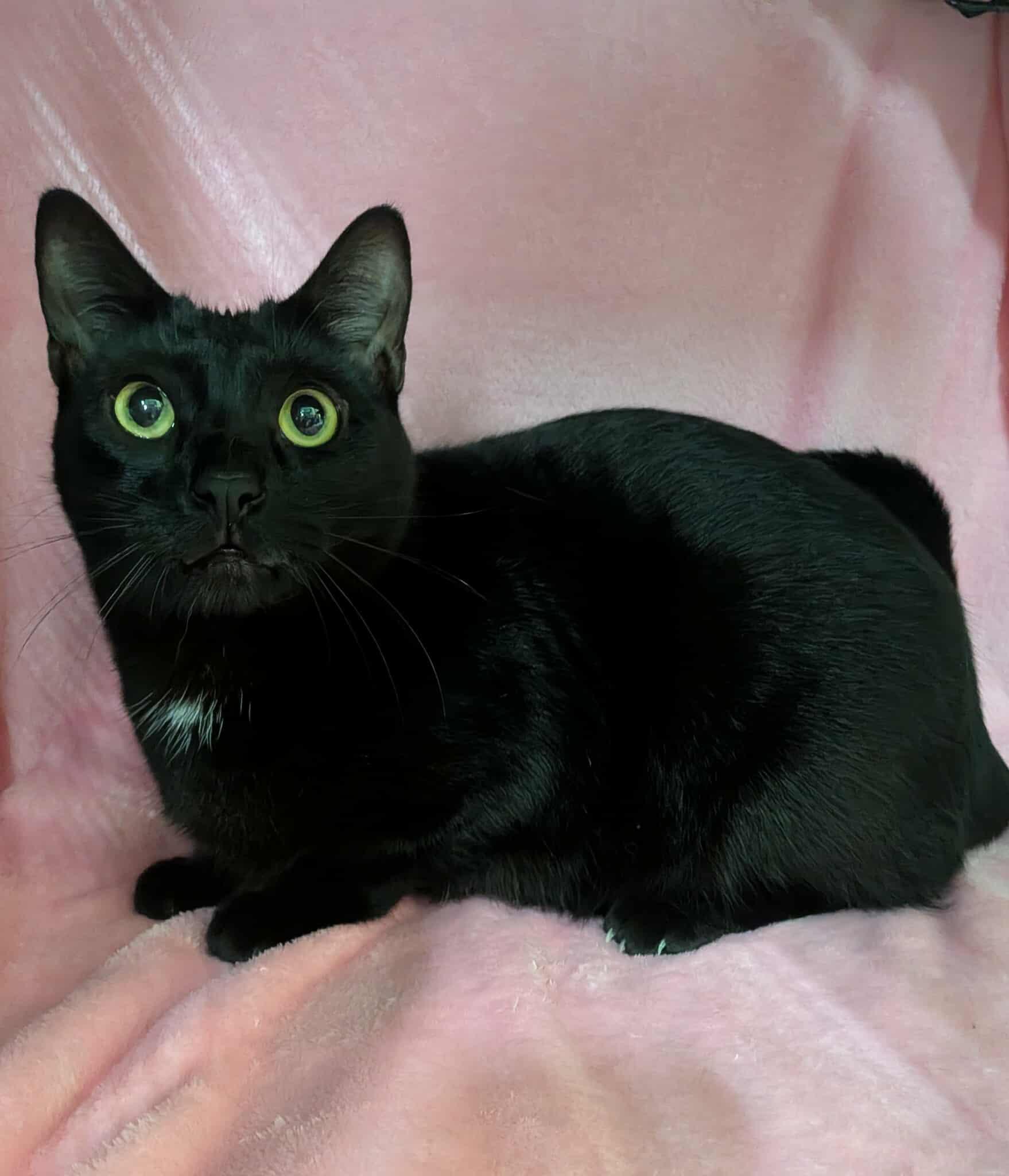 SPOTS, Adoptable, Young Male Domestic Short Hair.