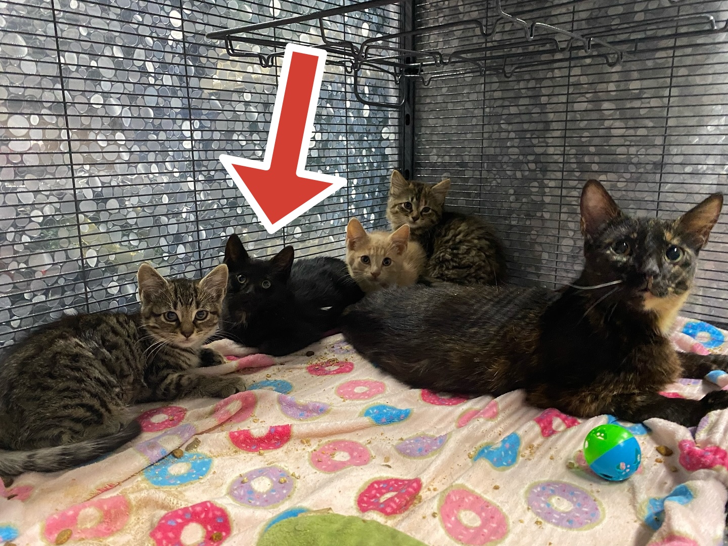 SPOTS, a Adoptable Domestic Short Hair in Tillsonburg, ON image 4/4