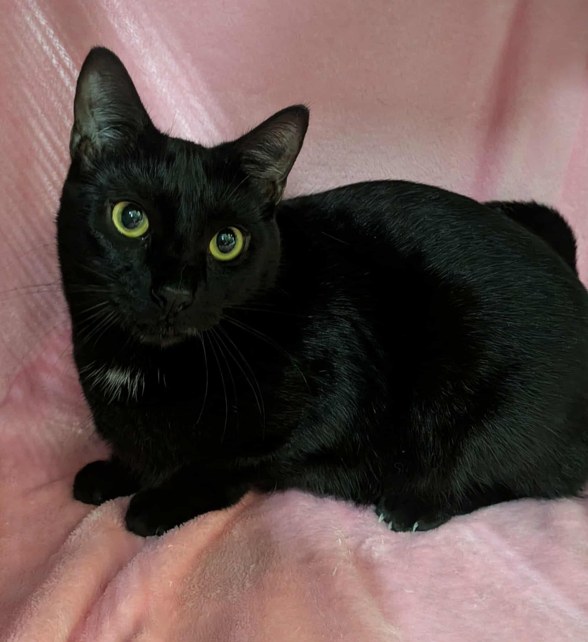 SPOTS, a Adoptable Domestic Short Hair in Tillsonburg, ON image 2/4