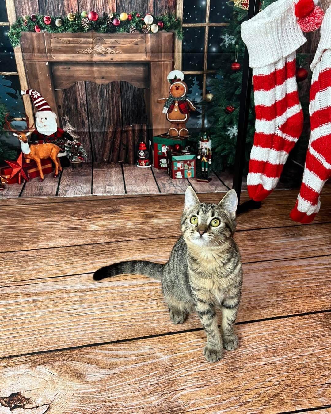 Rosemary, a Adoptable Domestic Short Hair in Hammond, LA image 1/3