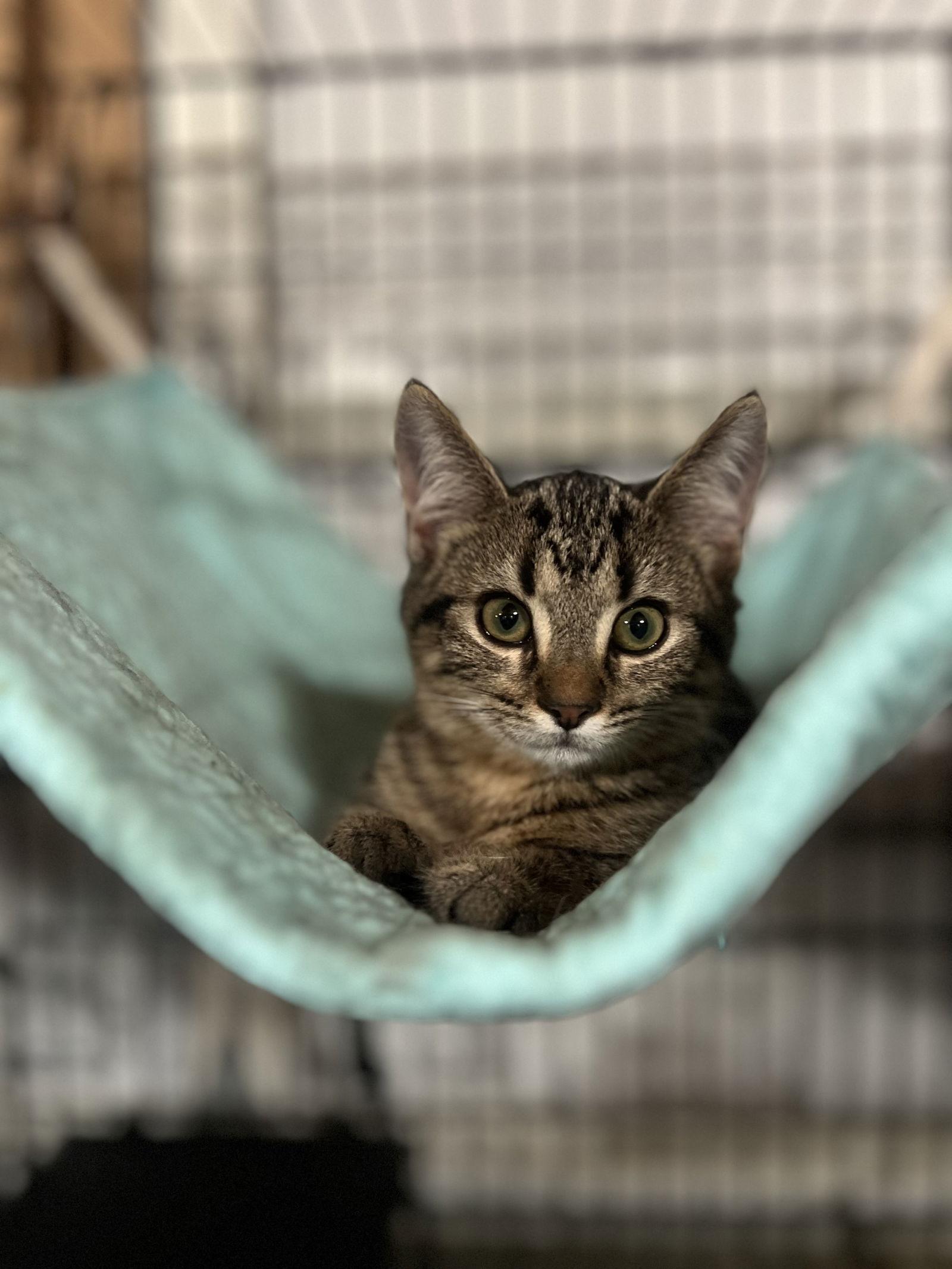 Rosemary, Adoptable, Young Female Domestic Short Hair.