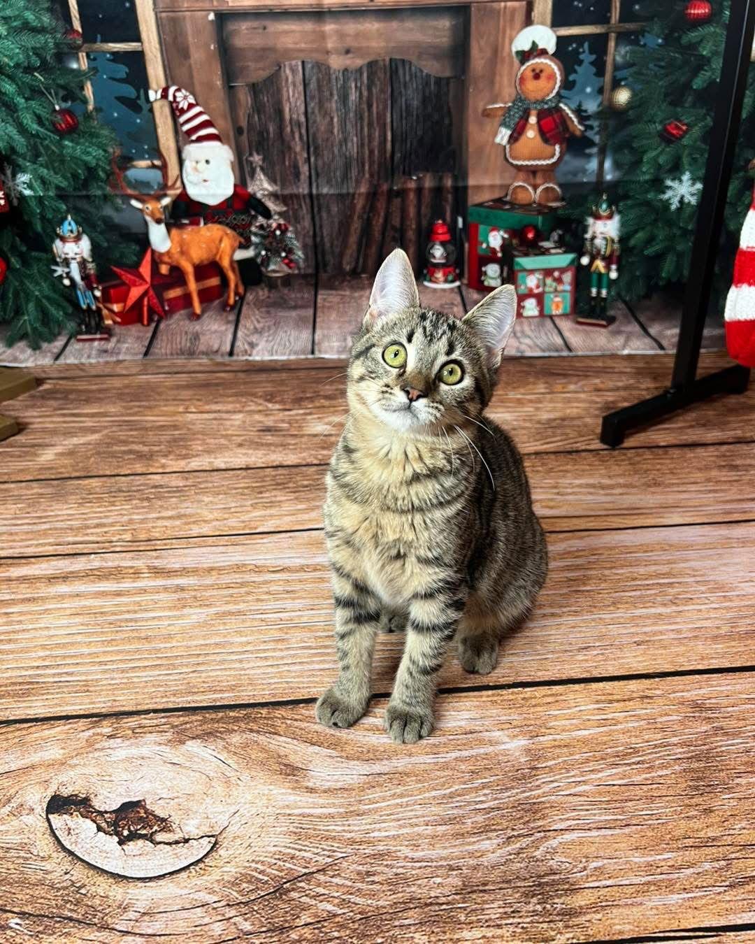 Rosemary, a Adoptable Domestic Short Hair in Hammond, LA image 3/3