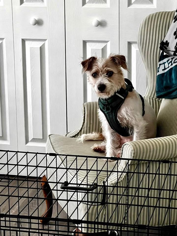 Dougie, Adopted, Adult Male Terrier.